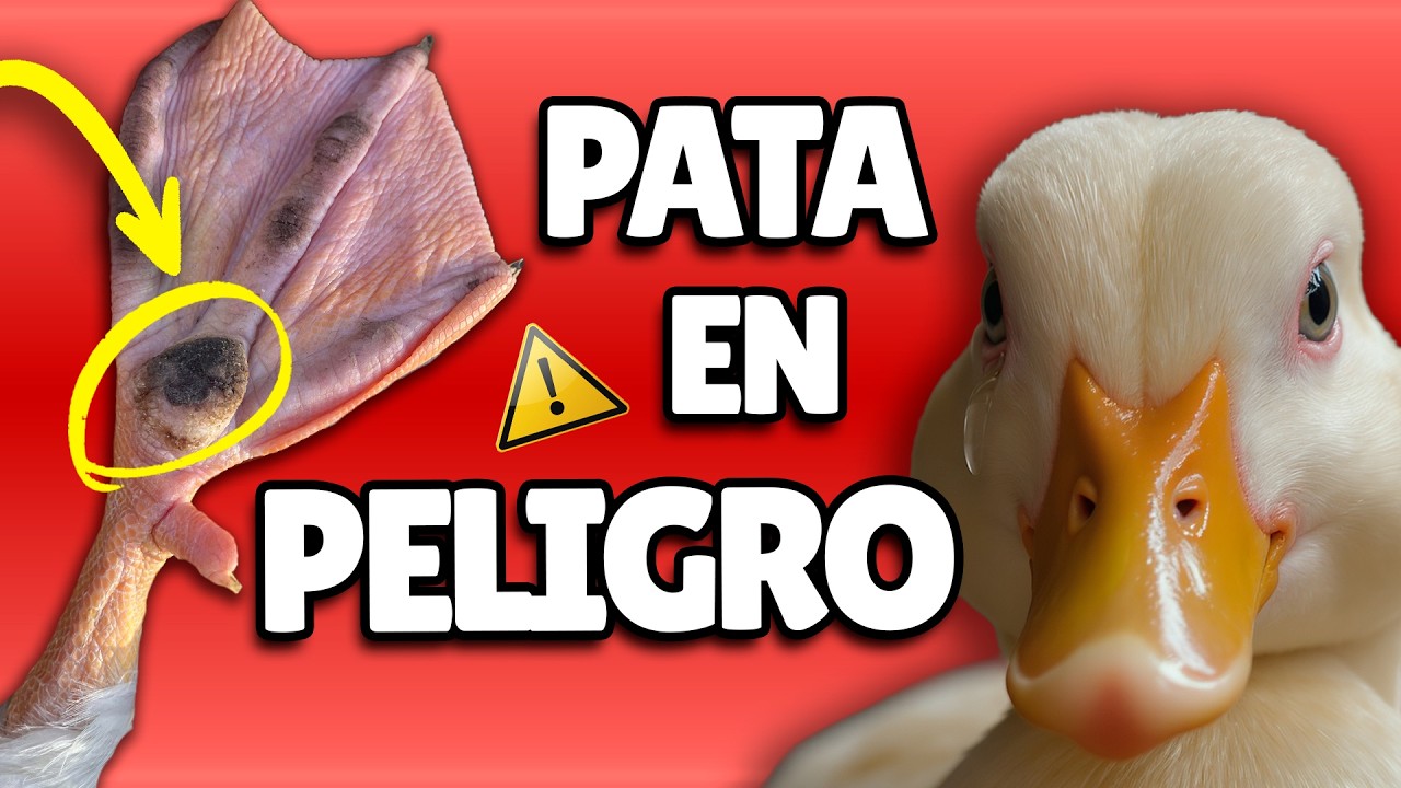 ¡No Cometas Estos Errores! 5 Consejos Para Cuidar Las Patas de Tu Pato (Y Evitar Problemas Serios)