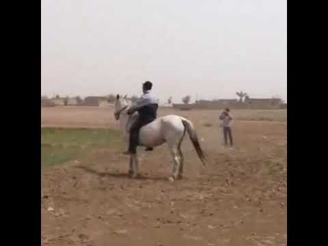 الفرس بسمة من رسن شويمة سباح خلال تدريبها