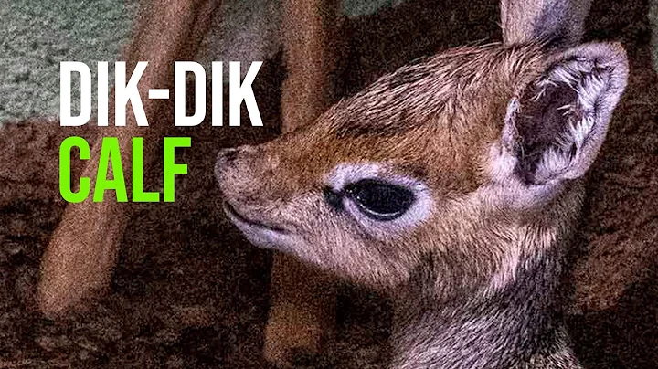 A Dik-dik Is Born In BIOPARC Valencia, The Smallest Antelope In Africa