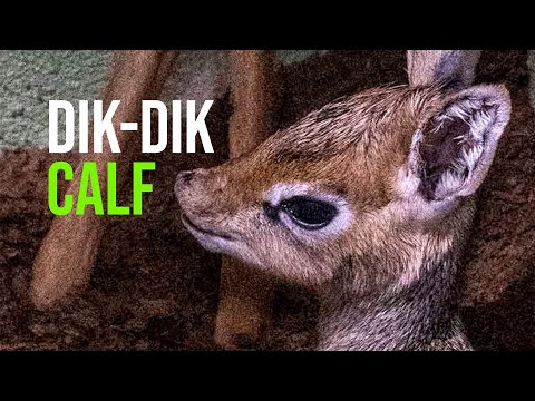 Video: The smallest antelope in the world. Antelope dik-dik: description, photo