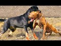 Pitbull vs rottweiler  rottweiler vs pitbull  real fight