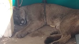 HORACIO OTERO nos cuenta como fue la captura del puma en Mones Cazón