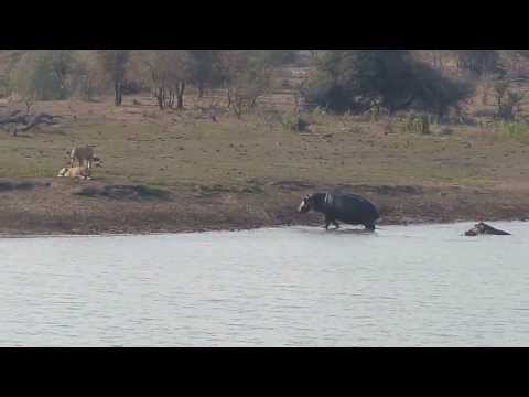 Video: Ist ein Nilpferd schnell?