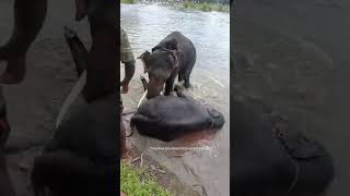 Elephant Attack Dubare Elephant Camp #viral #viralshorts #elephantattack #elephant #shorts #animals