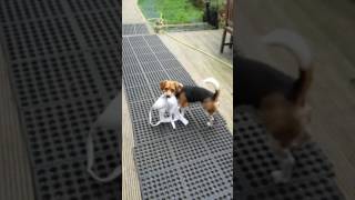 Cheeky Jackabee Steals Bra