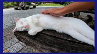 ベンチに白猫がいたので隣に座ってナデナデしたら他の猫も集まってきた