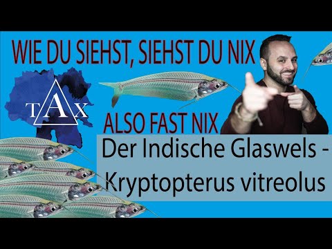 Video: Wie Pflegt Man Glaswelse