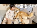 柴犬さん専用のソファが娘のおかげで密になっている