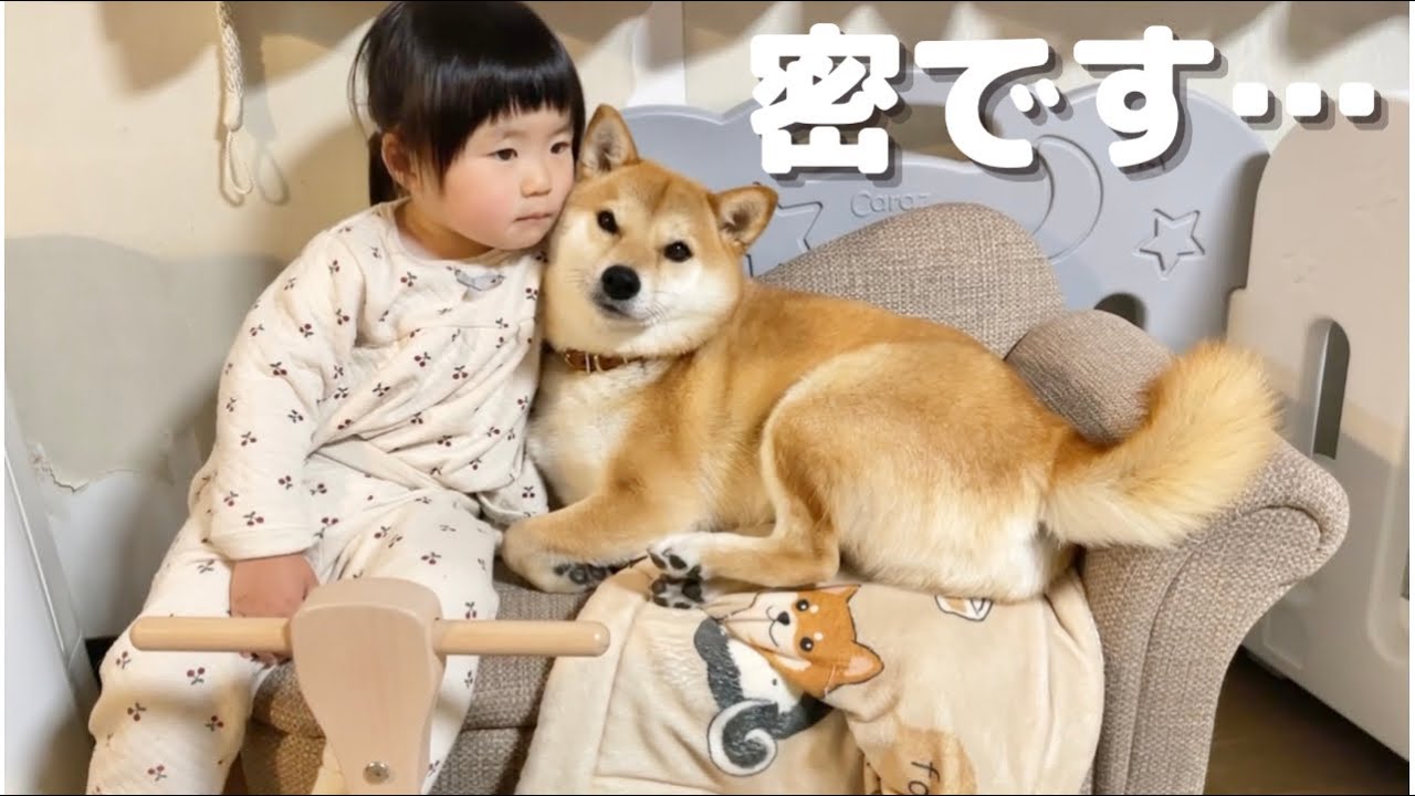 柴犬さん専用のソファが娘のおかげで密になっている Youtube