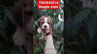 Begale male puppy..#dog #dogs #beagle