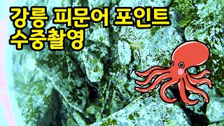 피문어 낚시를 가기전 보면 좋은 포인트 수중영상