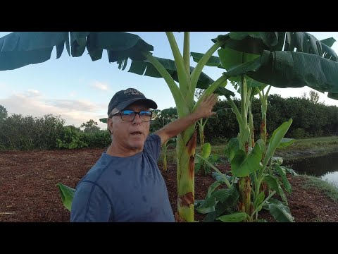 Video: Bananas Split On The Bunch - Alasan Pisang Retak Terbuka