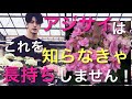〈紫陽花をすぐ枯らす人は見て下さい〉綺麗が長持ちする方法を教えます