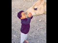 حب الهجن هجن أشواق هجن الحويطات