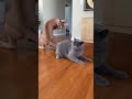 ⚡🐆 ブリティッシュショートヘアがカラカルの子猫をいじめる — お母さんが到着 | British Shorthair Bullies Caracal Kitten — Mom Arrives