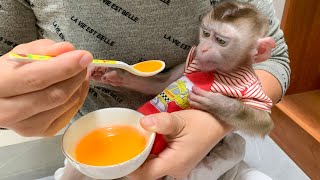 Monkey Puka felt uncomfortable due to diarrhea, Mom treated him with folk remedies