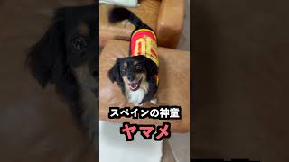 サッカーをするとアイスが作れるボール愛犬たちに蹴らせまくってみた！