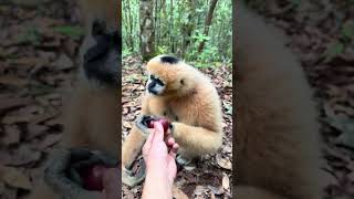 I fed the northern buffed-cheeked gibbon the fruit it likes to eat.