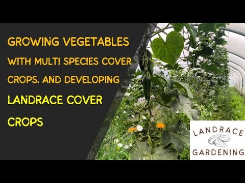 Video: Cultură de acoperire pentru producția de legume - Tipuri de culturi de acoperire pentru grădină de legume