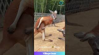 Kangaroo Got That 'Don't Bother Me' Vibe & I'm Here For It! 😂 #kangaroo #funny #chill #relatable Kangaroo Got That 'Don't Bother Me' Vibe & I'm Here For It! 😂 #kangaroo #funny #chill #relatable
