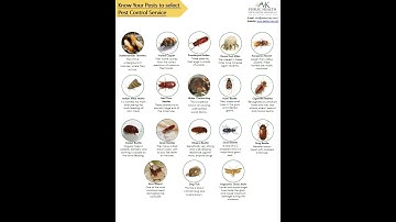 Common Pest Identification (Know Your Pests to Control Them.)
