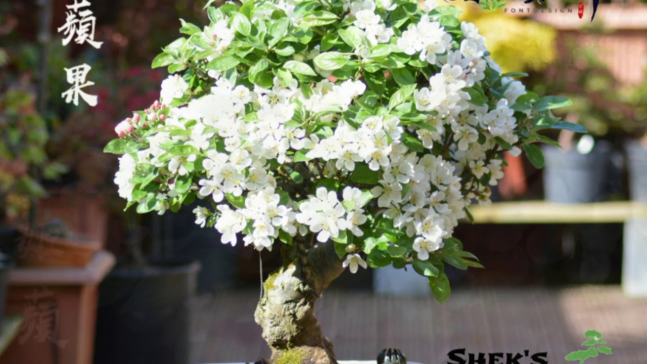 Malus Crabapple 姬蘋果 Youtube