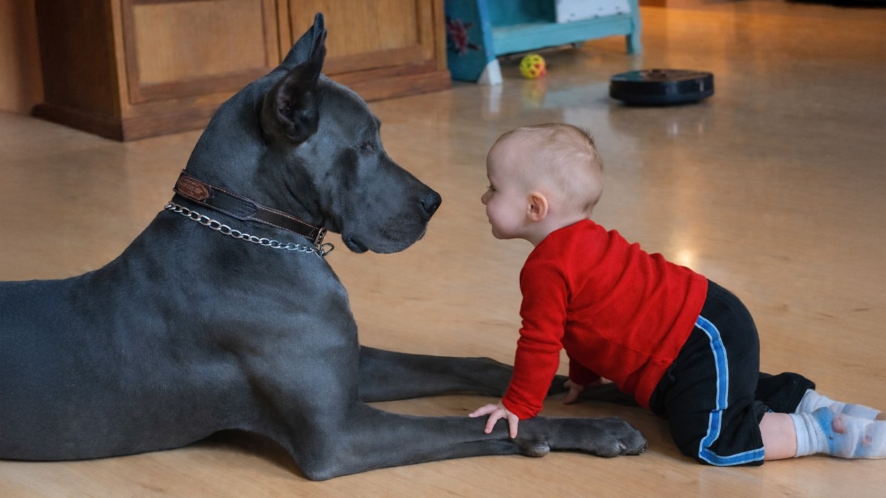 Когда ваша большая собака становится нежной нянькой ❤️