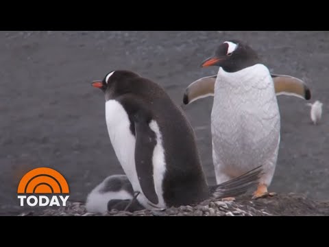 Video: Homosexuelle Pinguin-Stolzfeier London-Zoos