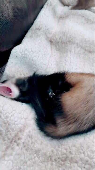 Cute Ferret Stretching 🥰❤️💜♥️ Sassy
