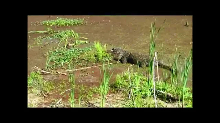 Ashburn, Virginia Folks Find Phenomenal Alligators...