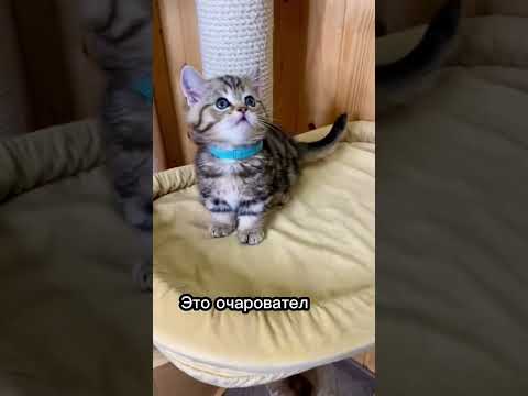 Топ 3 необычных пород кошек 🐈😲 #cat #catsfacts