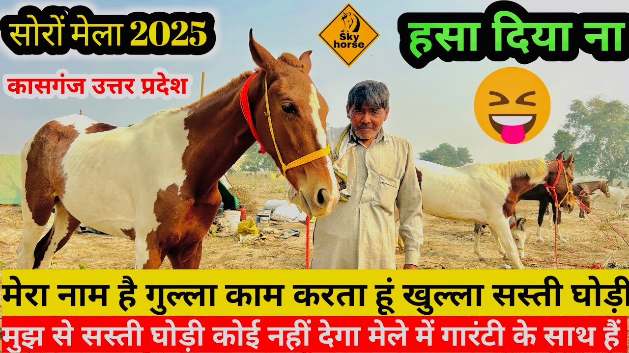 मुझसे सस्ती घोड़ी कोई नहीं देगा पूरी गारंटी के साथ मैं देता हूँ | #Soromela2025