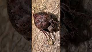 Walnut Orb Weaver spider, also known as Nuctenea umbratica #insect #macrovideo #animallife #insects