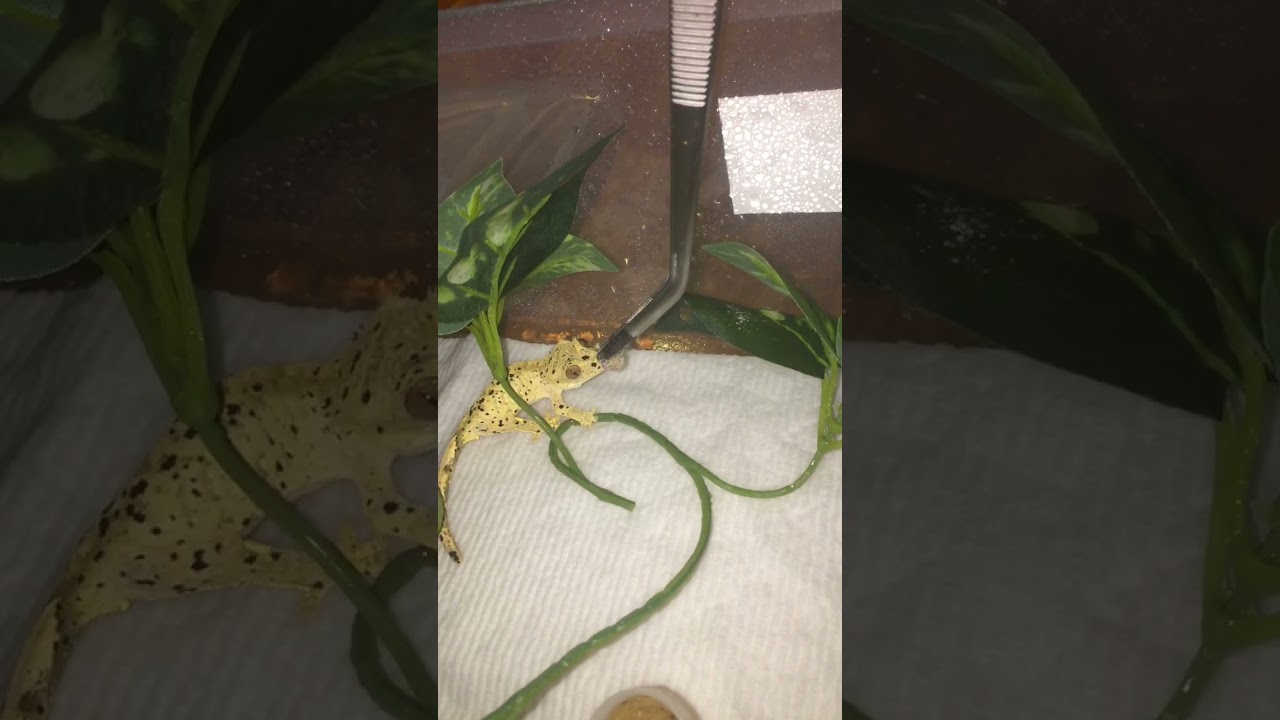 Old video of my dad feeding his second gecko part 2