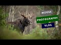How to photograph a MOOSE? || My first WILDLIFE PHOTOGRAPHY VLOG