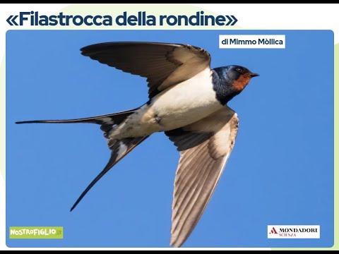 Video: Rondini: gli uccelli annunciano la primavera