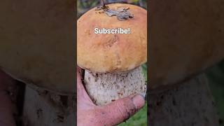 Mushroom Foraging. (FALL King Boletes) Clip from Day 2 (PT.2) #foraging #ceps #porcini #pennybun
