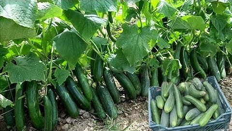 wow! amazing agriculture technology, vertical cucumber farming ,organic vegetable farming