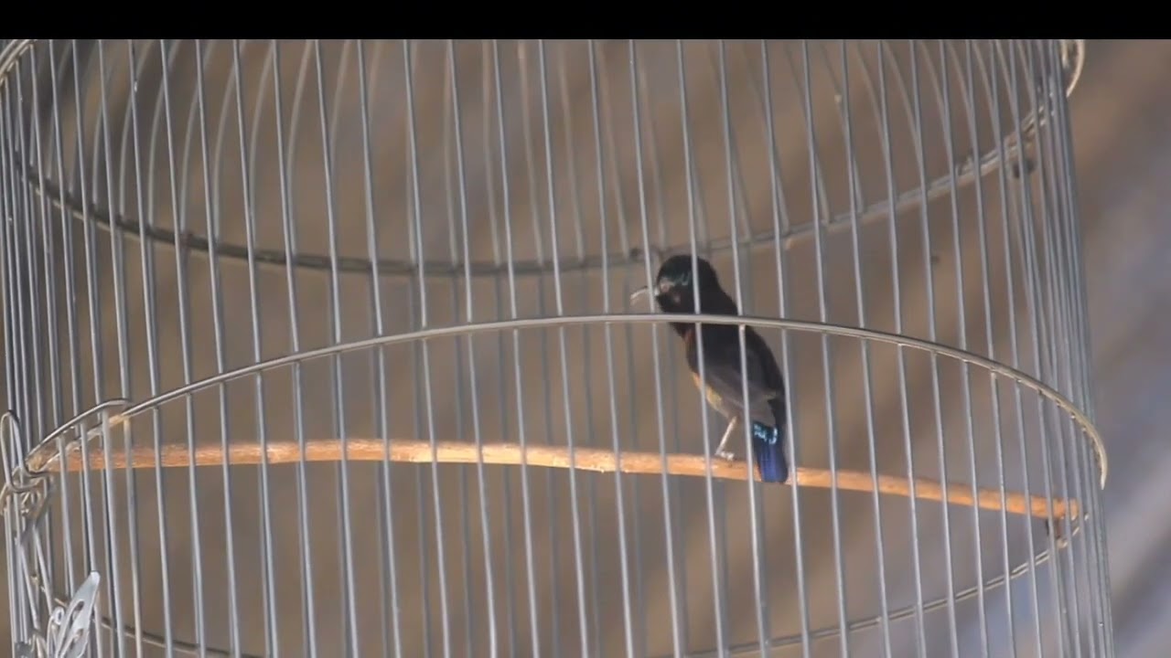 Sedikit aksi salah satu konin Milik teguh Warwer GEMBOLO raih doube winner dihajatan Putra Team