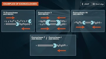 What are exonucleases and their applications?