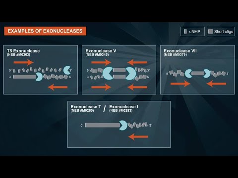 exonucleases आणि त्यांचे अनुप्रयोग काय आहेत?