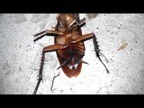 Thumb of Cockroach video