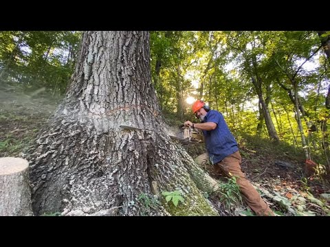 Video: Oak Timber: Dry Timber 50x50 At 40x40, 80x80 At 100x100, 200x200 At Iba Pang Mga Laki, Mga Tampok Ng Solidong Oak Boards
