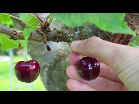 Vidéo: Cherry Picking - Quand et comment récolter les cerises