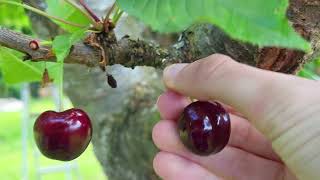 Comment cueillir des cerises - Cerises Bigarreau Napoléon