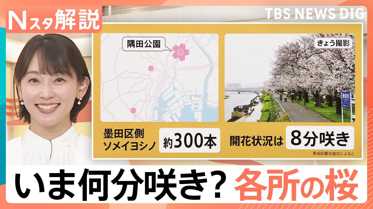 都内の花見の名所はいつまで楽しめる？冷たい雨でも楽しめる“雨のお