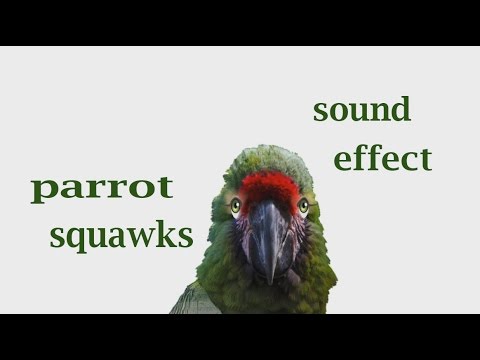 parrot squawks effect animation sound