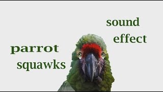 How A Parrot Squawks Sound Effect Animation
