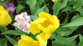 TULIP MANIA at Flower Dome , Gardens by the Bay, SIngapore