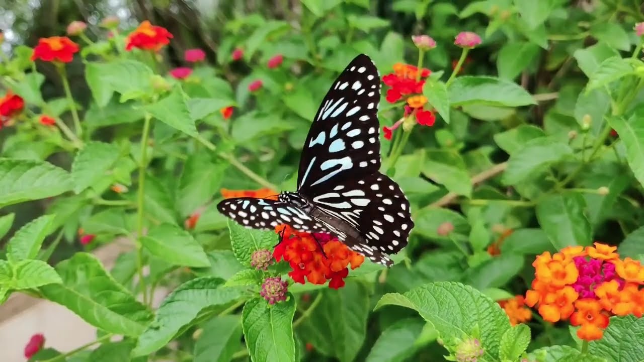 Beautiful Butterflies